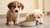 When to Introduce Dog Food to Puppies: A Comprehensive Guide