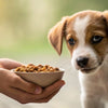When to Introduce Wet Food to Puppies: A Comprehensive Guide