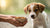 When to Introduce Wet Food to Puppies: A Comprehensive Guide