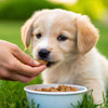 When to Put Puppy on Dog Food: A Comprehensive Guide for Pet Parents