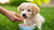 When to Put Puppy on Dog Food: A Comprehensive Guide for Pet Parents