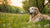 When to Start Dog on Senior Food: Navigating Your Dog’s Nutritional Needs in Their Golden Years-141045137647