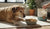 When to Start Feeding Senior Dog Food: What Every Pet Owner Should Know-141233717487