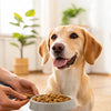 When to Start Giving Adult Dog Food: A Guide for Pet Owners