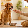 When to Start Giving Dog Adult Food: A Comprehensive Guide for Pet Owners
