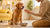 When to Start Giving Dog Adult Food: A Comprehensive Guide for Pet Owners