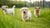 When to Start Giving Puppies Dog Food: A Comprehensive Guide for New Pet Parents