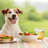 When to Stop Feeding Dog Puppy Food: A Guide to Transitioning to Adult Dog Food