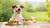 When to Stop Feeding Dog Puppy Food: A Guide to Transitioning to Adult Dog Food