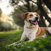 When to Stop Feeding Your Dog Puppy Food: A Comprehensive Guide for Responsible Pet Owners