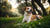 When to Stop Feeding Your Dog Puppy Food: A Comprehensive Guide for Responsible Pet Owners
