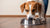 When to Stop Giving a Dog Puppy Food: Understanding Your Pup's Nutritional Needs