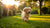When to Stop Giving Dog Puppy Food: A Comprehensive Guide for Pet Owners
