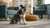 When to Stop Soaking Puppy Kibble: A Comprehensive Guide for New Dog Owners