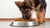When to Switch a German Shepherd Puppy to Dog Food