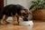 When to Switch a German Shepherd Puppy to Dog Food