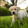When to Switch a Lab Puppy to Dog Food: A Comprehensive Guide for Pet Owners