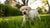 When to Switch a Lab Puppy to Dog Food: A Comprehensive Guide for Pet Owners