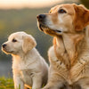 When to Switch a Puppy to Adult Dog Food: A Comprehensive Guide for Pet Parents
