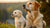 When to Switch a Puppy to Adult Dog Food: A Comprehensive Guide for Pet Parents