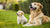 When to Switch Dog Food from Puppy to Adult: A Comprehensive Guide