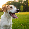 When to Switch Dog from Puppy Food to Adult Food: An Essential Guide for Pet Owners