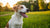 When to Switch Dog from Puppy Food to Adult Food: An Essential Guide for Pet Owners