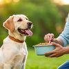 When to Switch Dog from Puppy to Adult Food: A Comprehensive Guide for Pet Parents