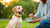 When to Switch Dog from Puppy to Adult Food: A Comprehensive Guide for Pet Parents