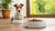 When to Switch from Puppy Food to Adult Dog Food: A Comprehensive Guide for Pet Owners