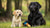 When to Switch From Puppy Food to Dog Food for Labradors: A Comprehensive Guide