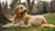 When to Switch from Puppy Food to Dog Food for Your Goldendoodle: A Comprehensive Guide