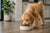 When to Switch From Puppy Food to Dog Food Goldendoodle