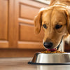 When to Switch from Puppy Food to Regular Dog Food: A Comprehensive Guide for Pet Owners