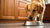 When to Switch from Puppy Food to Regular Dog Food: A Comprehensive Guide for Pet Owners