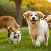 When to Switch from Puppy to Adult Dog Food: A Comprehensive Guide for Pet Owners