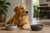 When to Switch from Puppy to Adult Food Golden Retriever-143395619055
