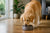 When to Switch Golden Retriever Puppy to Adult Food-143395684591