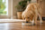 When to Switch Golden Retriever Puppy to Dog Food