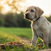 When to Switch Large Breed Puppy to Dog Food: A Comprehensive Guide