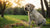 When to Switch Large Breed Puppy to Dog Food: A Comprehensive Guide