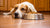 When to Switch My Dog from Puppy to Adult Food: A Comprehensive Guide