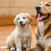 When to Switch Puppy to Adult Dog Food: A Comprehensive Guide for Pet Parents