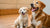 When to Switch Puppy to Adult Dog Food: A Comprehensive Guide for Pet Parents