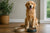 When to Switch Puppy to Adult Food Golden Retriever-143395586287