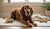 When to Switch to Senior Dog Food: Ensuring Your Dog Ages Gracefully-141233815791