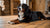 When to Switch Your Bernese Mountain Dog to Adult Food: A Comprehensive Guide