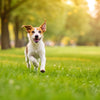 When to Switch Your Dog Off Puppy Food: A Comprehensive Guide for Pet Parents