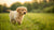 When to Switch Your Golden Retriever Puppy to Dog Food: A Comprehensive Guide for Pet Parents