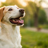When to Take a Dog Off Puppy Food: A Comprehensive Guide for Pet Parents